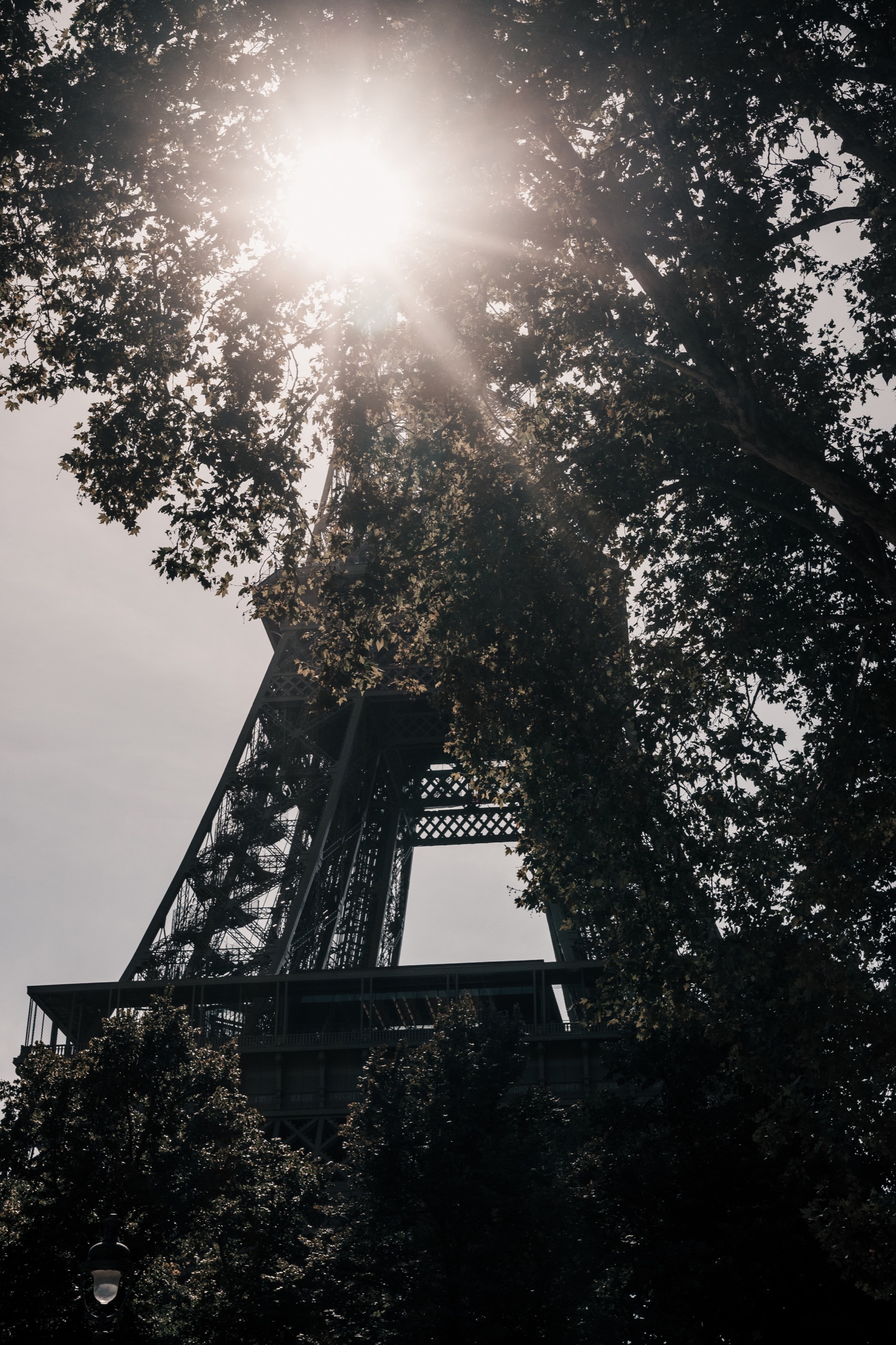 Eiffelturm durch Bäume und Gegenlicht