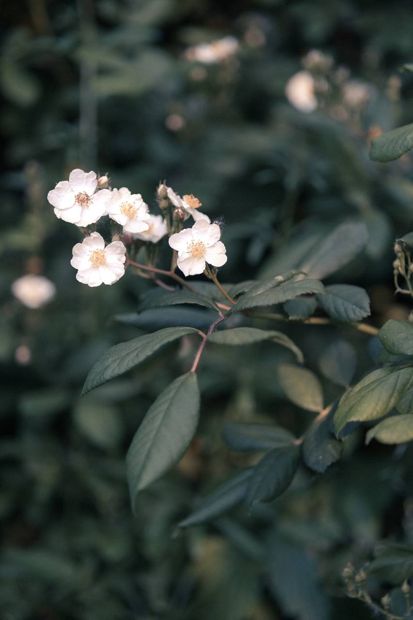 Zarte Wildblumen in warmem Licht